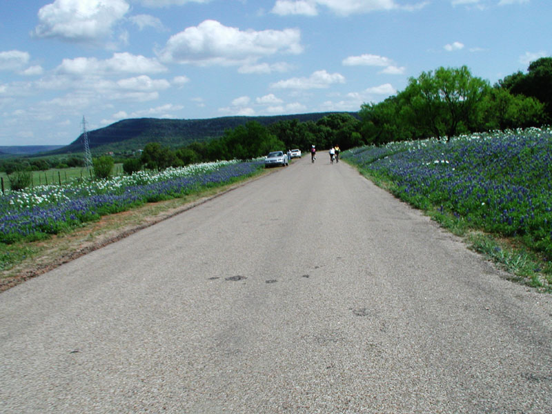 09bluebonnets