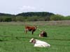 Longhorn cattle