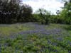 05bluebonnets