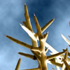 Allthorn Bush