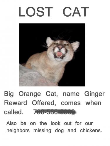 Lost Cat poster with photo of mountain lion