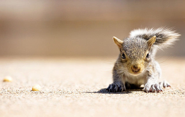 Squirrel photo