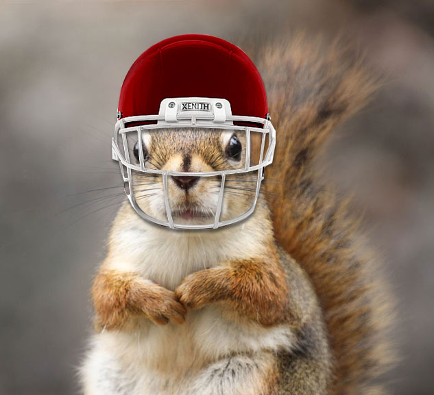 Photo - squirrel wearing football helmet