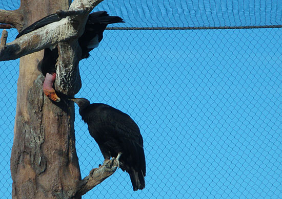 Photo - Condors at the zoo