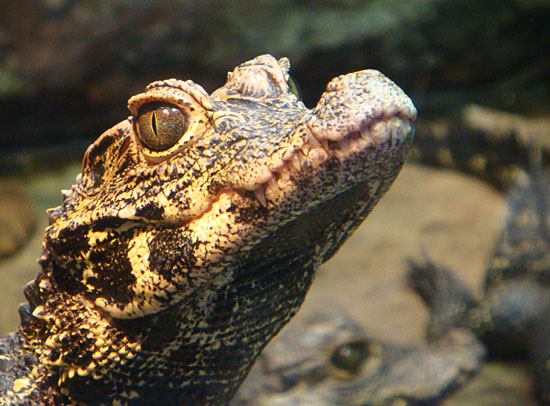 Photo - Crocodile at the zoo