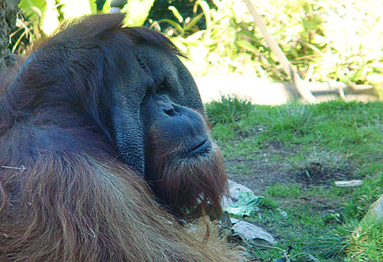 Photo - Gorilla at the zoo