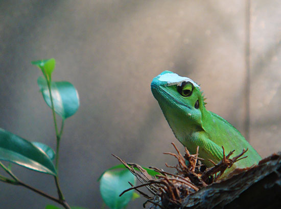 Photo - Lizard at the zoo