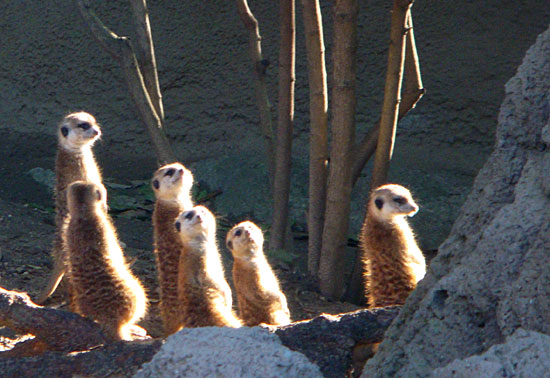 Photo - Meerkats at the zoo