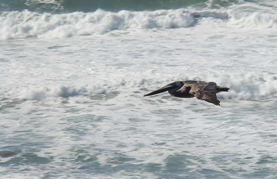 Photo - Pelican gliding above the surf