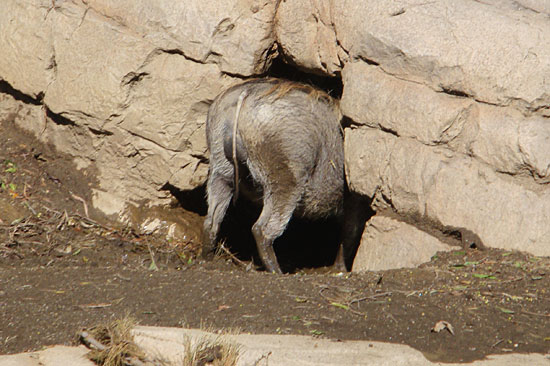 Photo - Warthog at the zoo