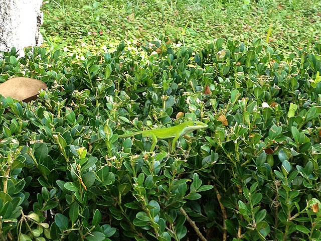 Photo - Green Anole