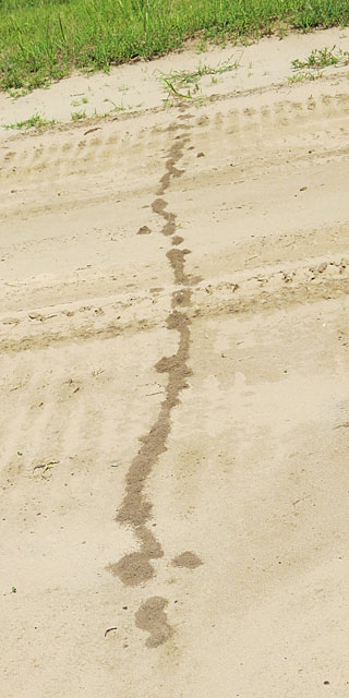 Photo - Ant beds stretched across a dirt road