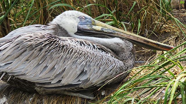 Pelican