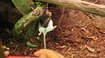 Python enjoying a white furry meal