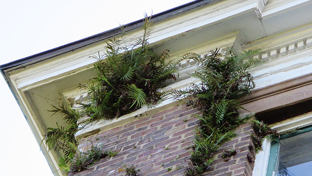 Rogue plant life on the side of buildings