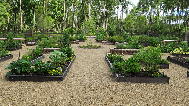 The community vegetable garden