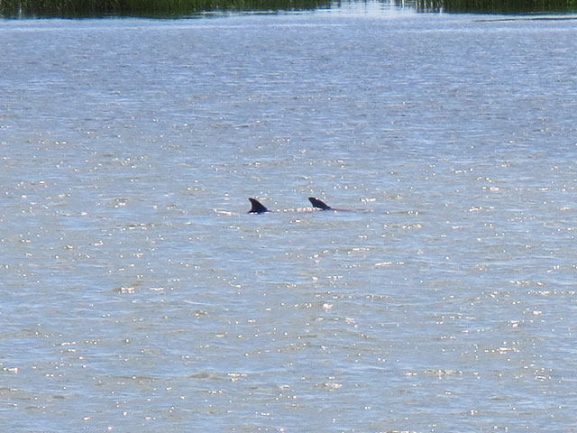 Photo - Dolphin fins