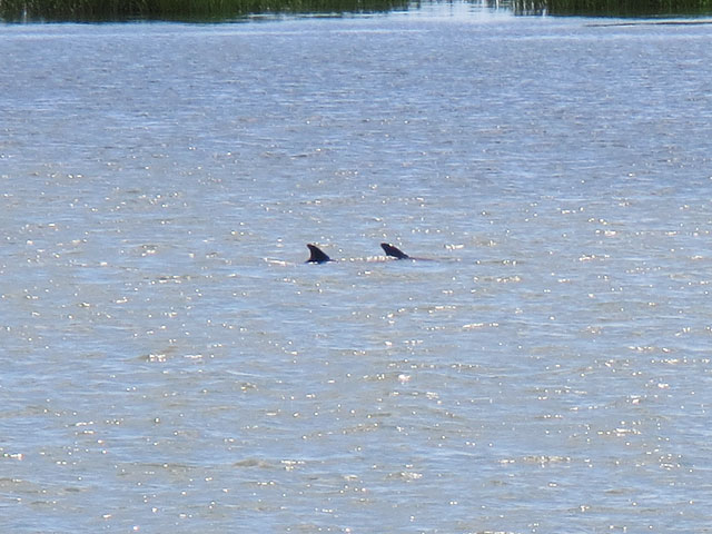 Photo - Dolphin fins