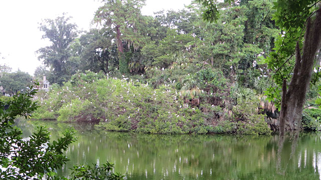 Photo - Egret Sanctuary