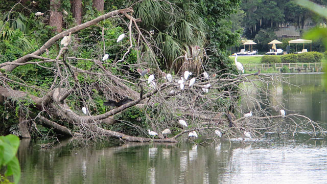 Photo - Egrets