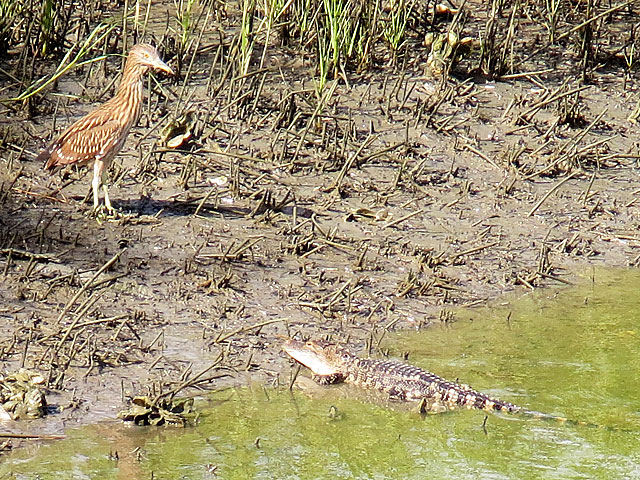 Photo - Bird and Gator eye each other