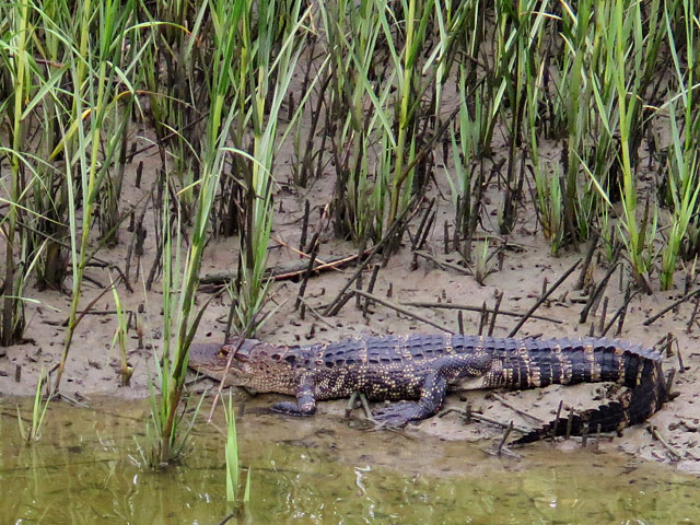 Photo - Alligator