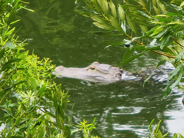 Photo - Alligator head