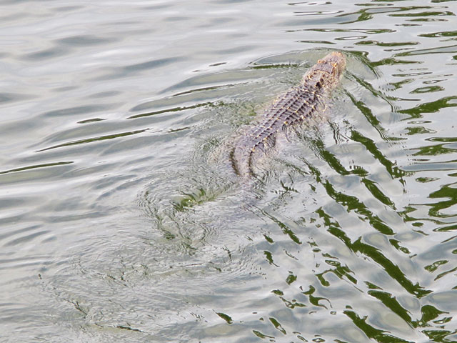 Photo - Rippled water behind a swimming alligator