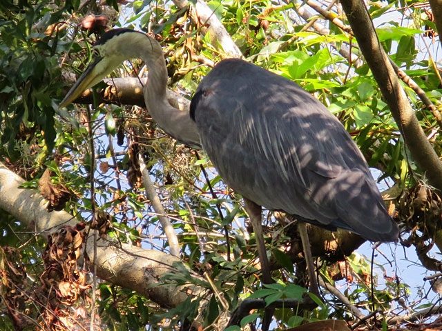 Photo - Great Blue Heron