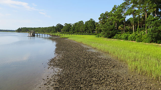 Oyster beds at low tide