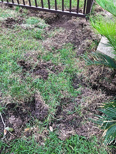Photo - Lawn damaged by armadillos