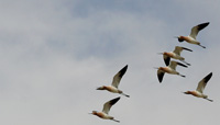 Photo - Flying Avocets