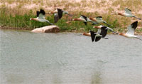 Photo - Flying Avocets