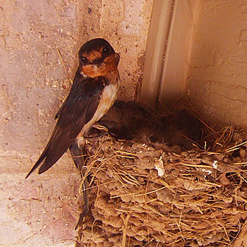 Photo - Barn Swallow Nest