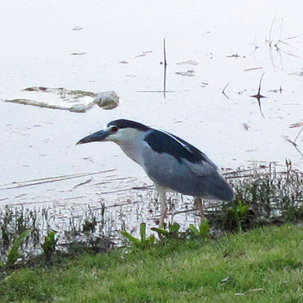 Black Crowned Night Heron