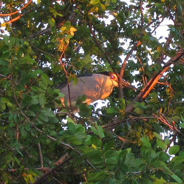 Black Crowned Night Heron