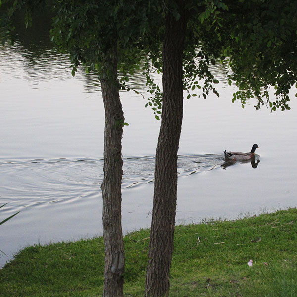 Swimming goose