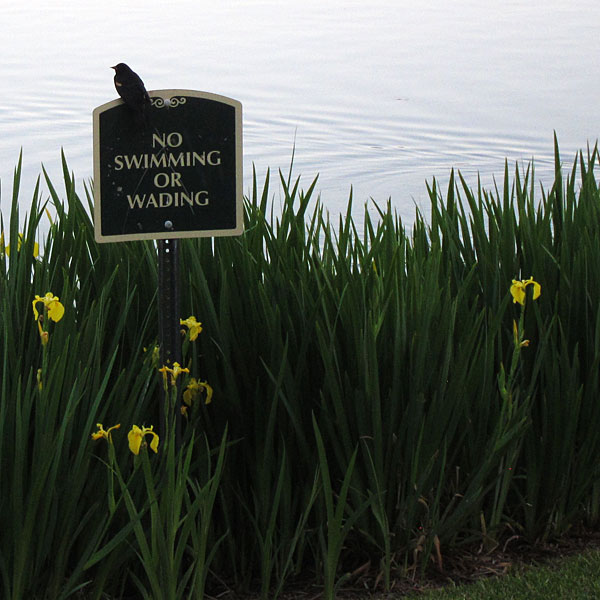 Red-Winged Blackbird atop No Swimming sign