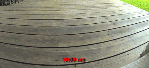 Time lapse sequence of pecan pieces dropped by squirrels onto our deck
