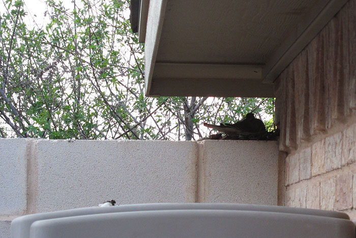 Mexican dove on nest