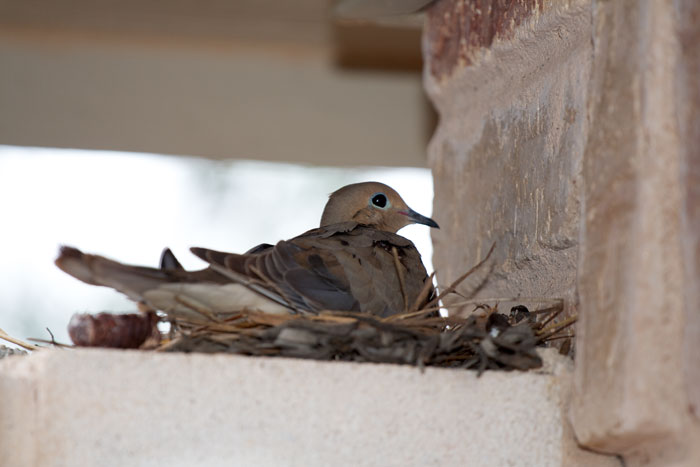 Mexican dove on nest