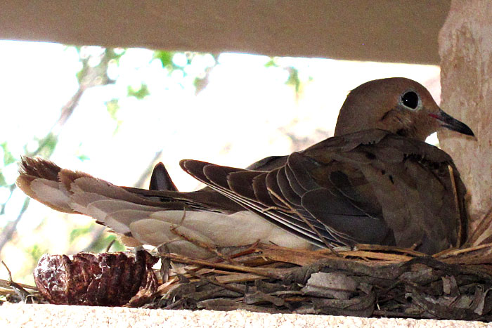 Mexican dove on nest