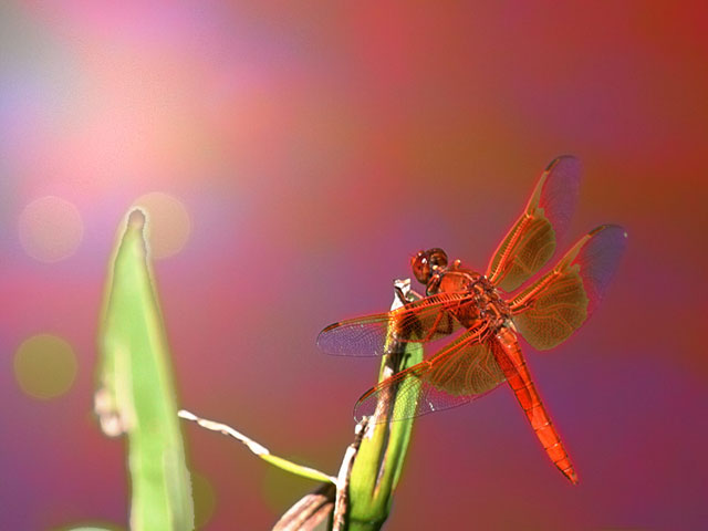 Stylized photo of a Scarlet Darter Dragonfly