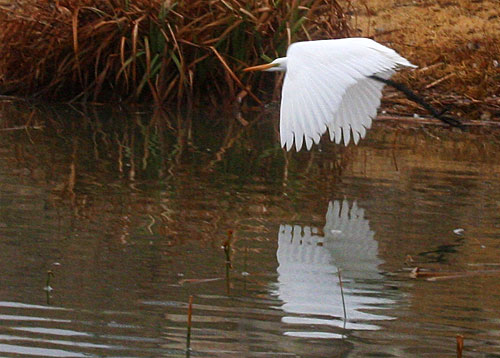 Photo - Egret in flight