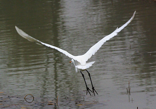 Photo - Egret in flight