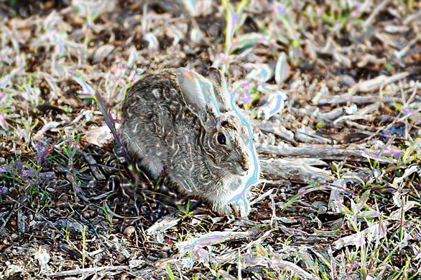 Photo of cottontail rabbit
