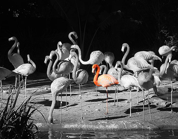 Photo of flamingos