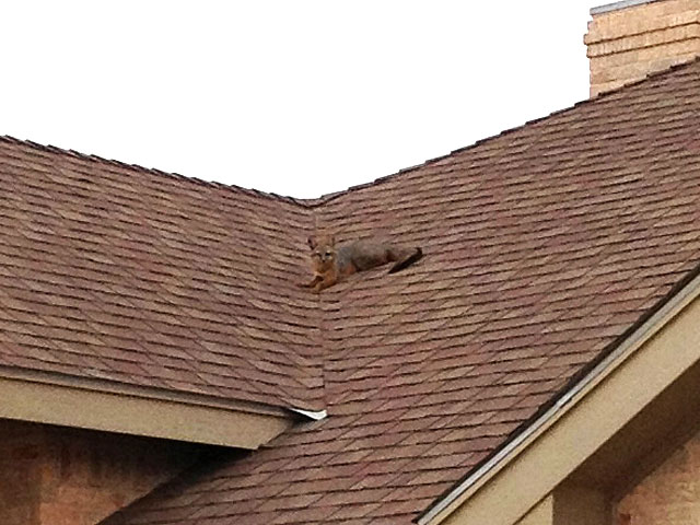 Photo of a fox on our roof