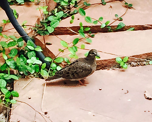 Mother dove keeping watch