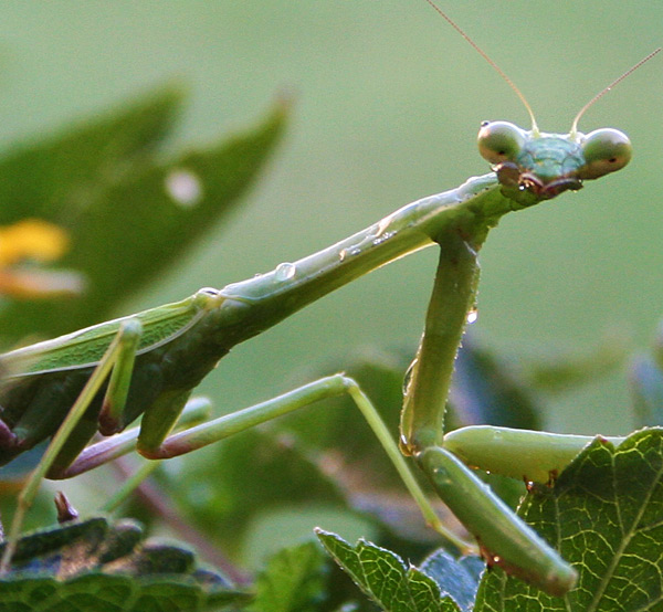 Photo - Praying Mantis